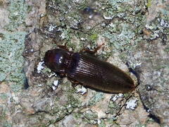 Hemicrepidius nemnonius