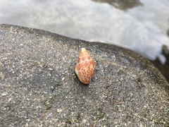 Pardalinops marmorata