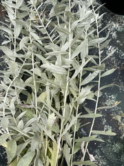 Artemisia ludoviciana