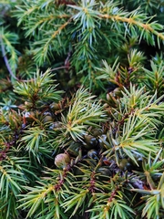 Juniperus formosana