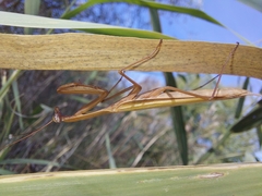 Mantis religiosa