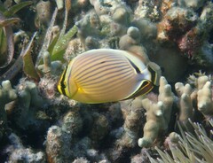 Chaetodon lunulatus