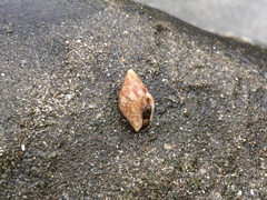 Pardalinops marmorata