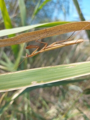 Mantis religiosa