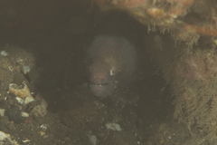 Gymnothorax thyrsoideus