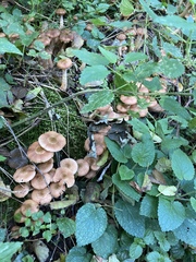 Armillaria borealis