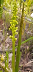 Microtis frutetorum