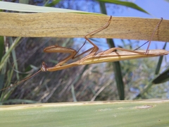 Mantis religiosa