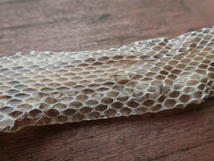 Elaphe quadrivirgata