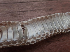 Elaphe quadrivirgata