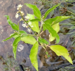 Croton bonplandianus