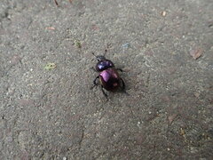 Phelotrupes auratus