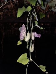 Aristolochia littoralis