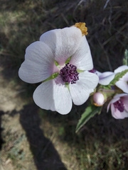 Althaea