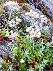 Anaphalis morrisonicola