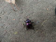 Phelotrupes auratus