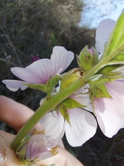Althaea