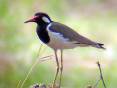 Vanellus indicus