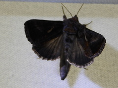 Autographa