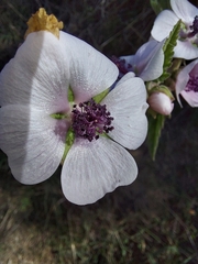 Althaea