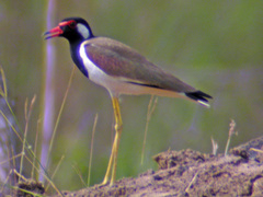 Vanellus indicus