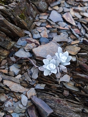 Anaphalis nepalensis