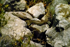 Heremites vittatus