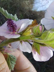 Althaea