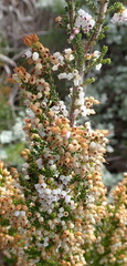 Erica scabriuscula