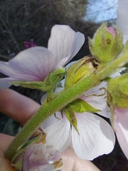 Althaea