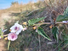 Althaea