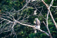 Haliaeetus ichthyaetus