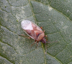 Kleidocerys resedae