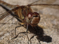 Sympetrum striolatum