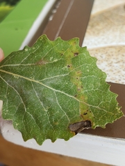 Aulagromyza tremulae