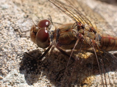Sympetrum striolatum