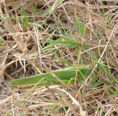 Tettigonia viridissima