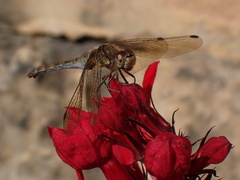 Sympetrum striolatum