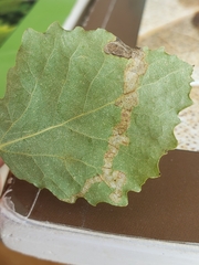 Aulagromyza tremulae