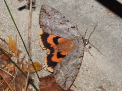Catocala subnata