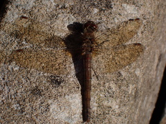 Sympetrum striolatum