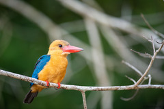 Pelargopsis capensis