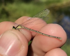 Coenagrion johanssoni