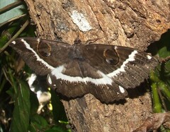 Erebus terminitincta