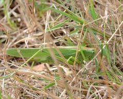 Tettigonia viridissima