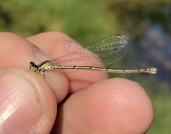 Coenagrion johanssoni