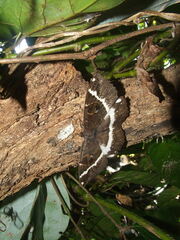 Erebus terminitincta