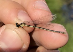 Coenagrion johanssoni