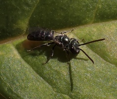 Lasioglossum