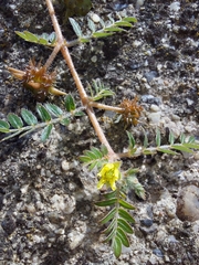 Tribulus terrestris